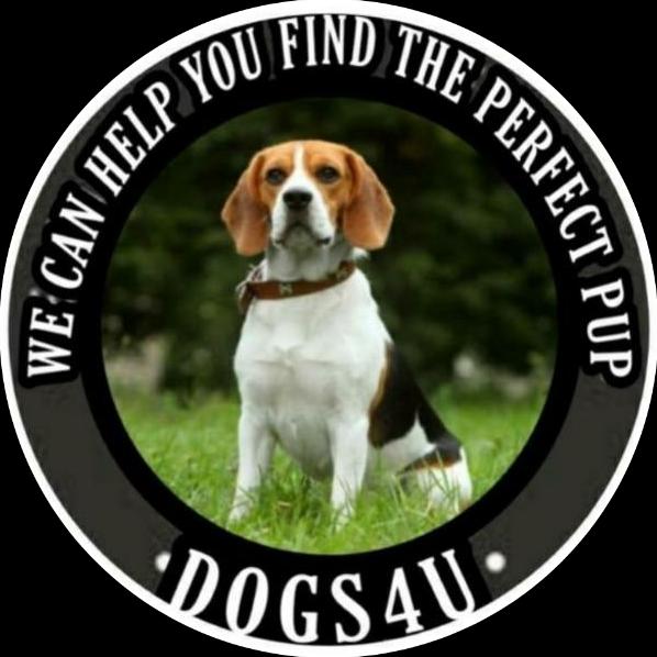 Dogs 4U Whatsapp Group Invite Link 2023