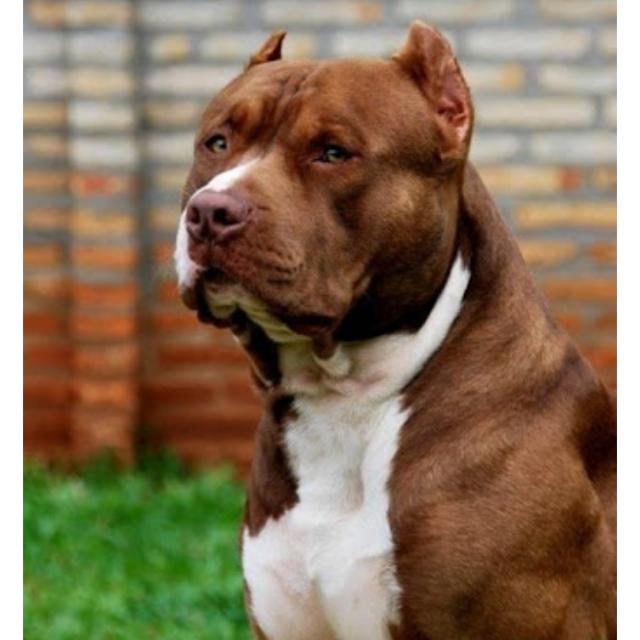 Dog breeders Whatsapp Group Invite Link 2023