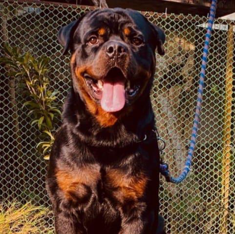 Dog sale & mating  Whatsapp Group Invite Link 2023