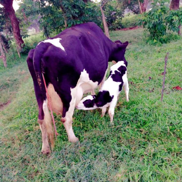 ZUSAR DAIRY FRATERNITY Whatsapp Group Invite Link 2023