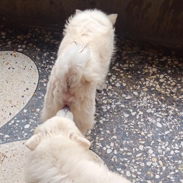 Dog's Affairs!! 🐕 🐶 🐈 😺 Whatsapp Group Invite Link 2023