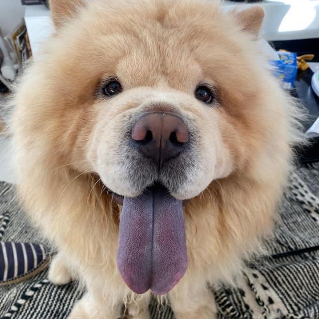 🇲🇿 MoZ Dog Sales 🐶 ᵐᵃᵖᵘᵗᵒ Whatsapp Group Invite Link 2023