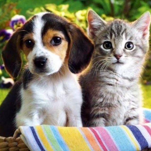 DOGS AND CAT LOVERS ❤️ Whatsapp Group Invite Link 2023