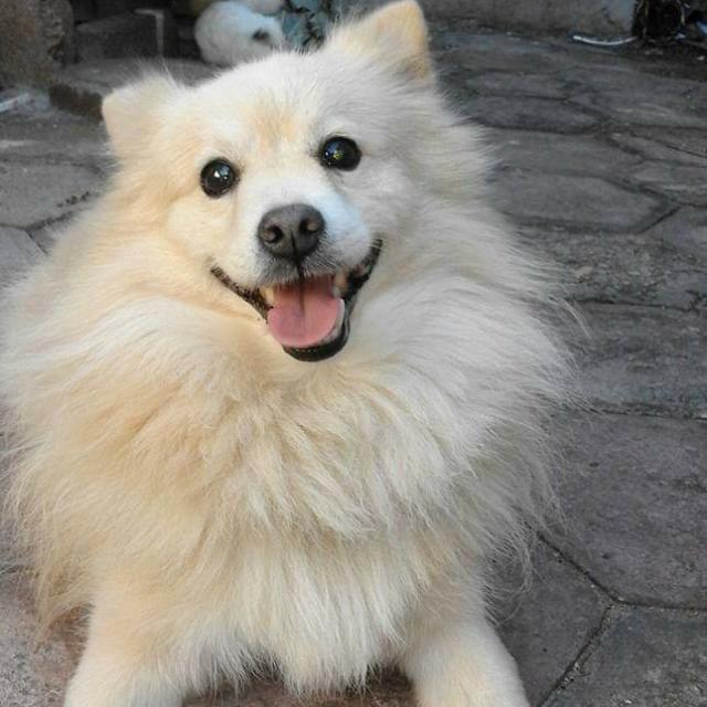 Cat and Dog lovers 🐶🐱 Whatsapp Group Invite Link 2023