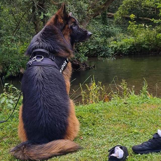 🐕‍🦺DOG TOR SALES Tamil Nadu 🐶 Whatsapp Group Invite Link 2023