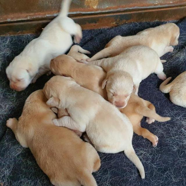 Dog Lovers Zambia🦮 Whatsapp Group Invite Link 2023