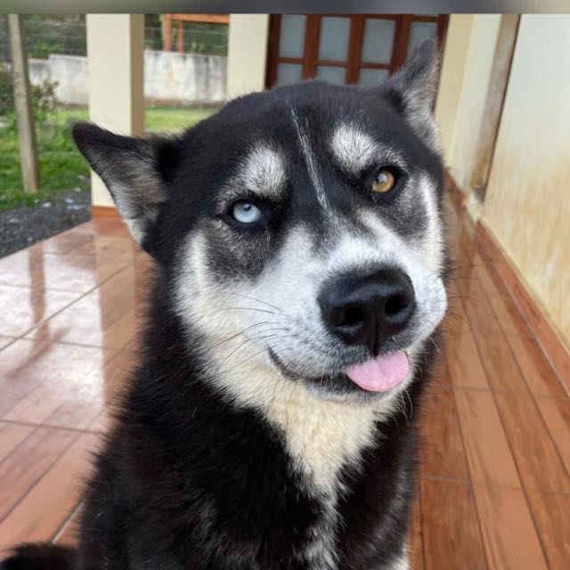 Grande Familia Pets🐶❤️ Whatsapp Group Invite Link 2023