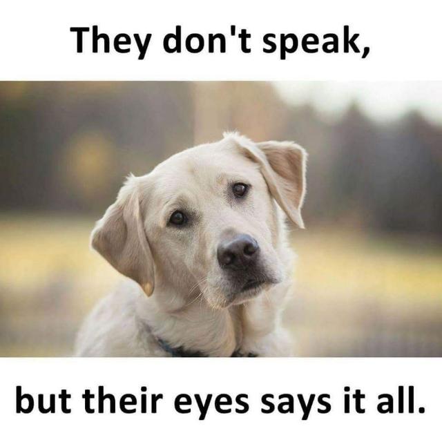 🐶Adopt Pets🚫 Don't Shop🐕 Whatsapp Group Invite Link 2023