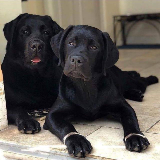 🐶❤of Assam spcly Lab&GsD Whatsapp Group Invite Link 2023