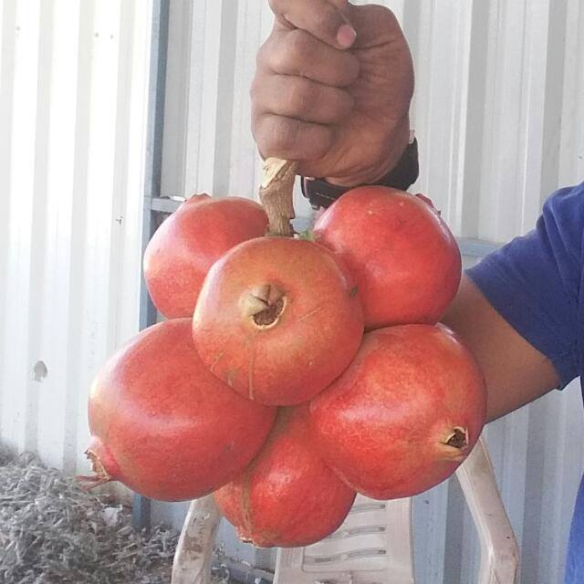 Nashik Fruits Supplier Whatsapp Group Invite Link 2023