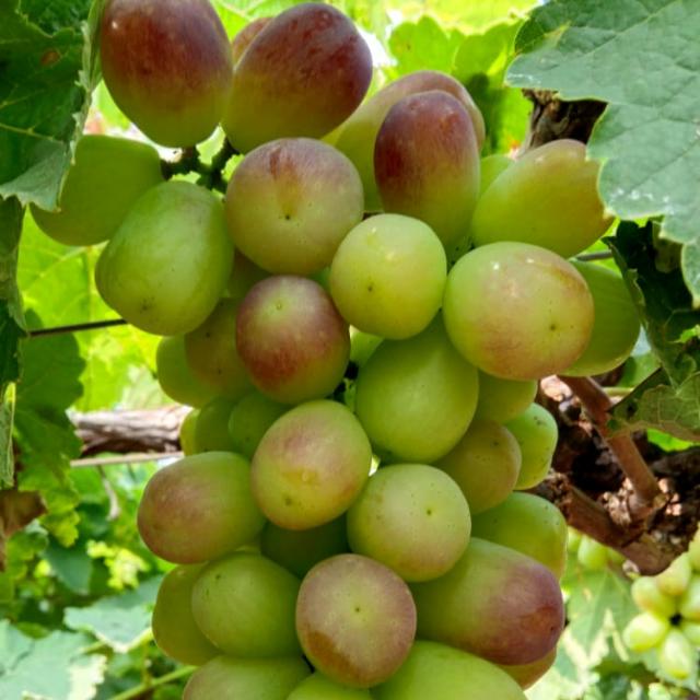 NASHIK GRAPES HOUSE 01 🍇 Whatsapp Group Invite Link 2023