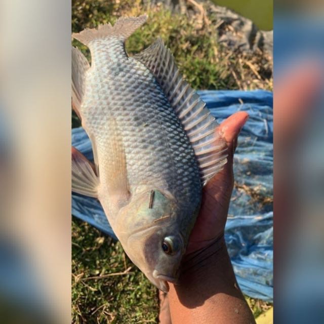 All About Fish Farming 🐠🐟 Whatsapp Group Invite Link 2023