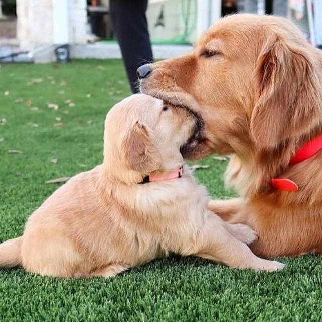 N.E Dog's Lovers&vett Dr! Whatsapp Group Invite Link 2023