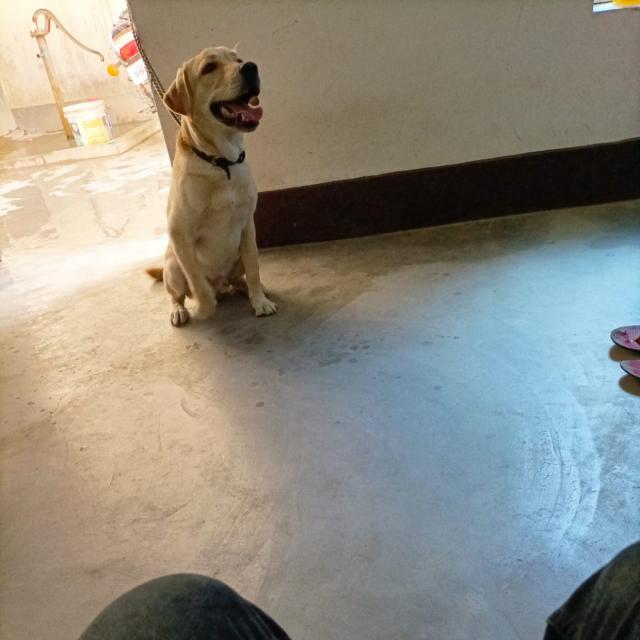 Bihar dogs sellers🐕‍🦺 Whatsapp Group Invite Link 2023