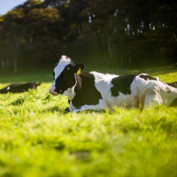 🐂🐄🐄Randhawa Dairy🐄🐄 Whatsapp Group Invite Link 2023