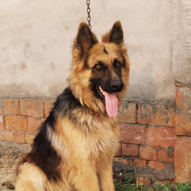 Faridkot dog sale farm🐕‍🦺🦮🐕‍🦺 Whatsapp Group Invite Link 2023