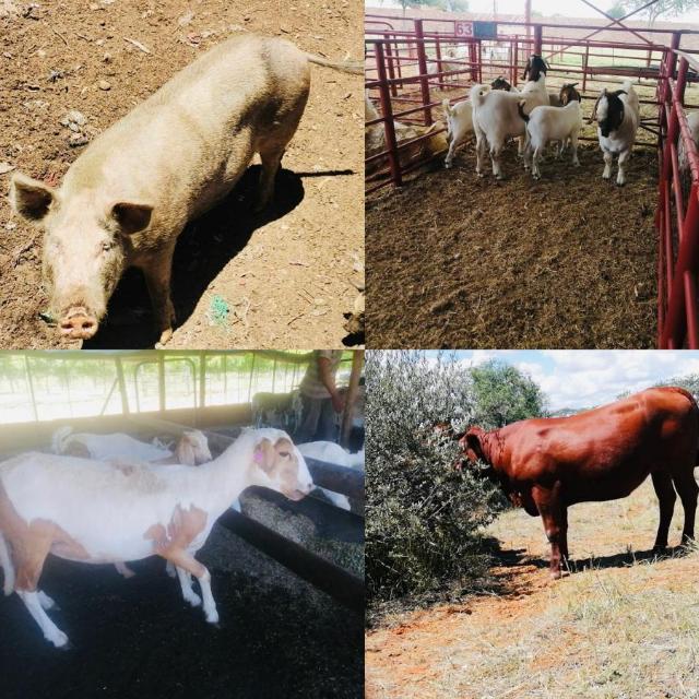 Live stock Whatsapp Group Invite Link 2023