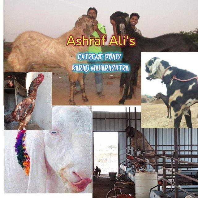 Beetal ⚔ Empire Whatsapp Group Invite Link 2023