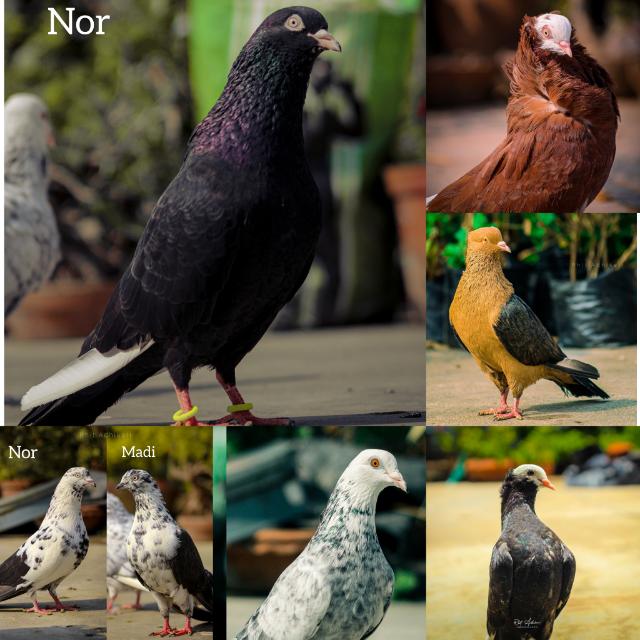 All India Pigeon Lover 🕊️❤️🏆 Whatsapp Group Invite Link 2023