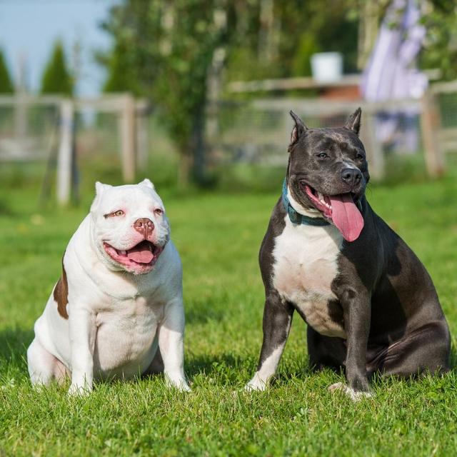 U.P Dog Sale ❤️🦮🦮 Whatsapp Group Invite Link 2023