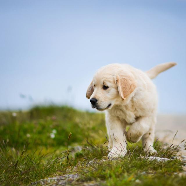 Puppies for sale  Whatsapp Group Invite Link 2023