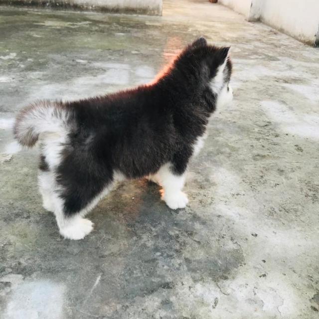 (Dog buy or sell only) Whatsapp Group Invite Link 2023