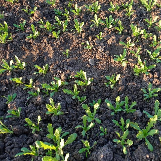 Agriculture information Whatsapp Group Invite Link 2023