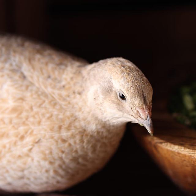 Greenpetshopschnack Whatsapp Group Invite Link 2023