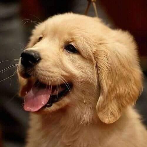 Dog lover🐶 Whatsapp Group Invite Link 2023