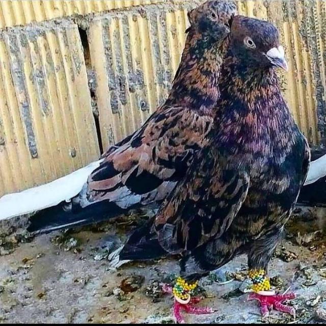 Pigeon lover Whatsapp Group Invite Link 2023