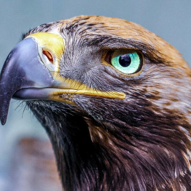 Pakistan Birds sale point Whatsapp Group Invite Link 2023