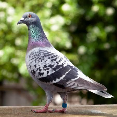 Tiruvannamalai pigeons Whatsapp Group Invite Link 2023