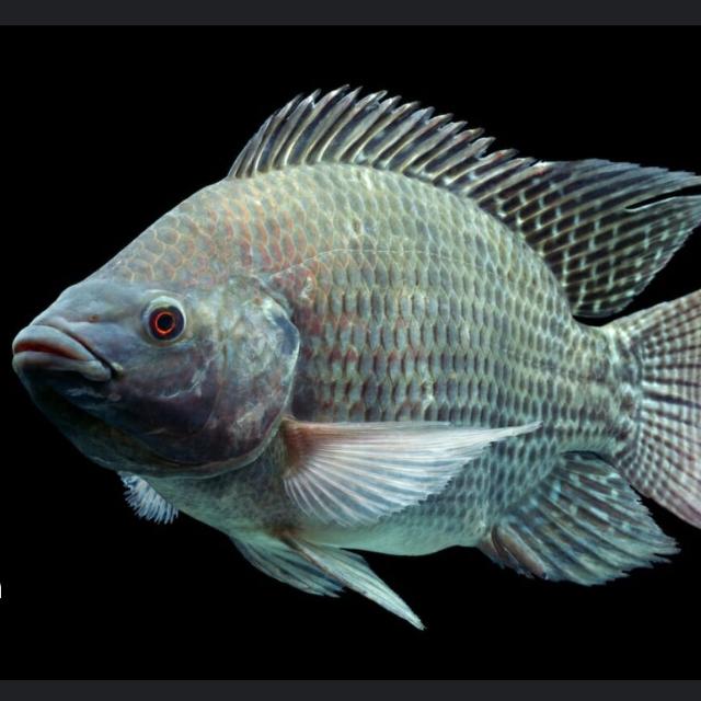 Fish farming group Whatsapp Group Invite Link 2023