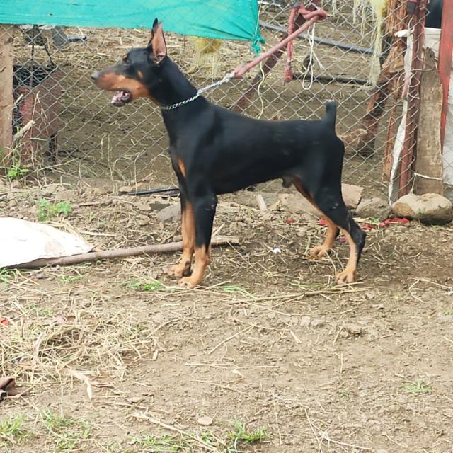 Mr suryakumar dog lovers2 Whatsapp Group Invite Link 2023