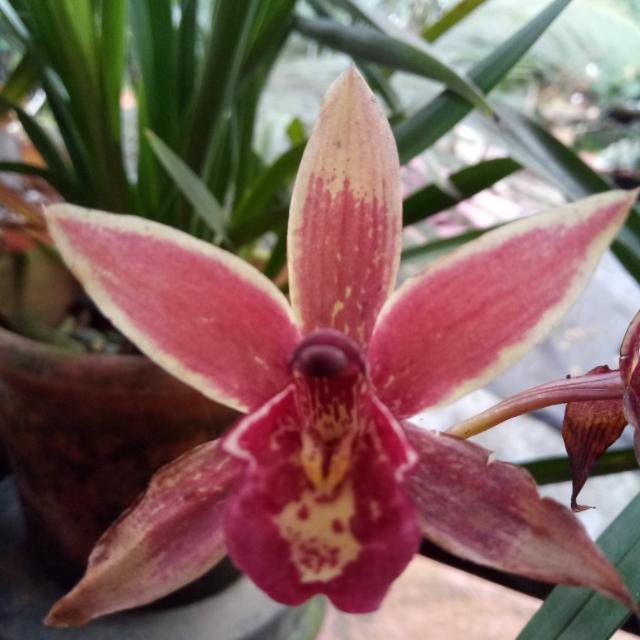 Alia orchid sale grp Whatsapp Group Invite Link 2023