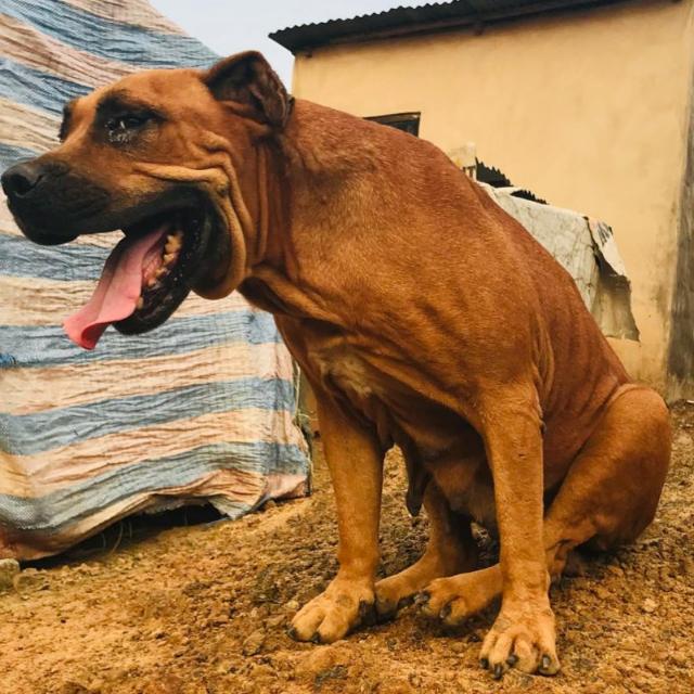 DOG MARKET Whatsapp Group Invite Link 2023