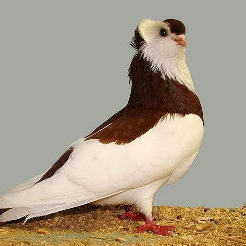 1️⃣ PIGEON SALE KL 10 Whatsapp Group Invite Link 2023