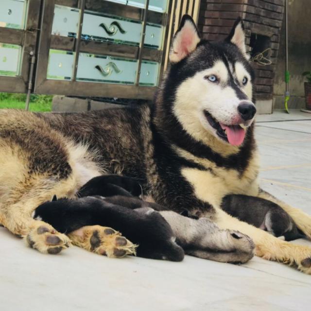 Dog🐕Lovers Sangrur🦮🐕‍🦺 Whatsapp Group Invite Link 2023