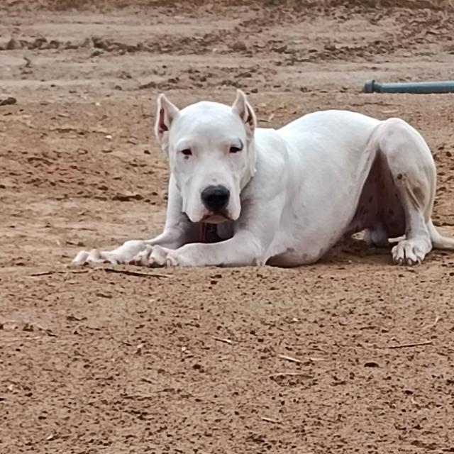 panjab dog lovera Whatsapp Group Invite Link 2023