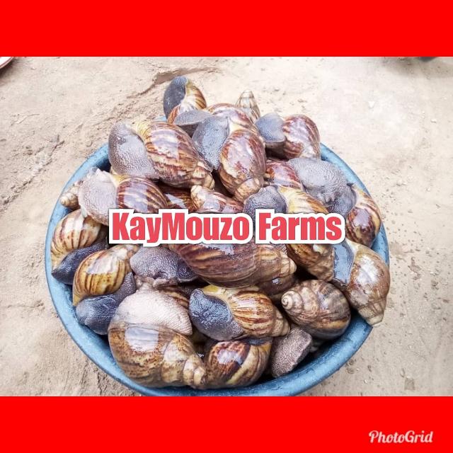 Snails @Kaymouzo Farms Whatsapp Group Invite Link 2023
