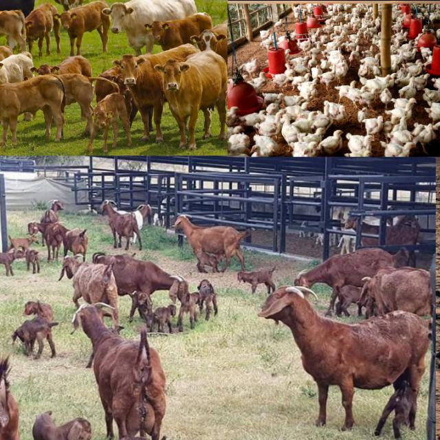 Smart livestock Farmers Whatsapp Group Invite Link 2023