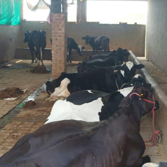 Dairy Farmer Mohindergarh Whatsapp Group Invite Link 2023