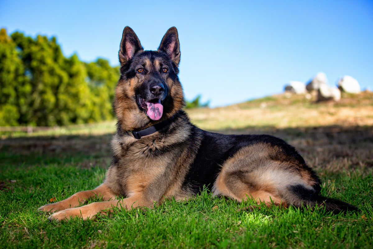 Dog Whatsapp Group Link Join 2023