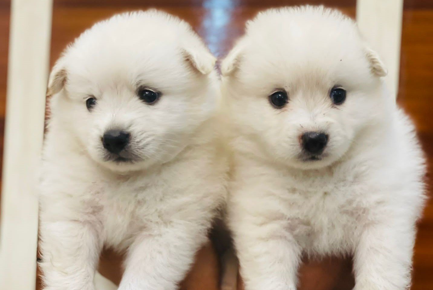 Pune Dog Whatsapp Group Link Join 2023