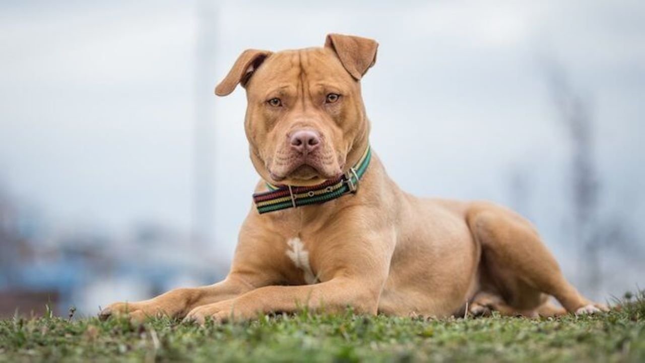 Haryana Dog Whatsapp Group Link Join 2023