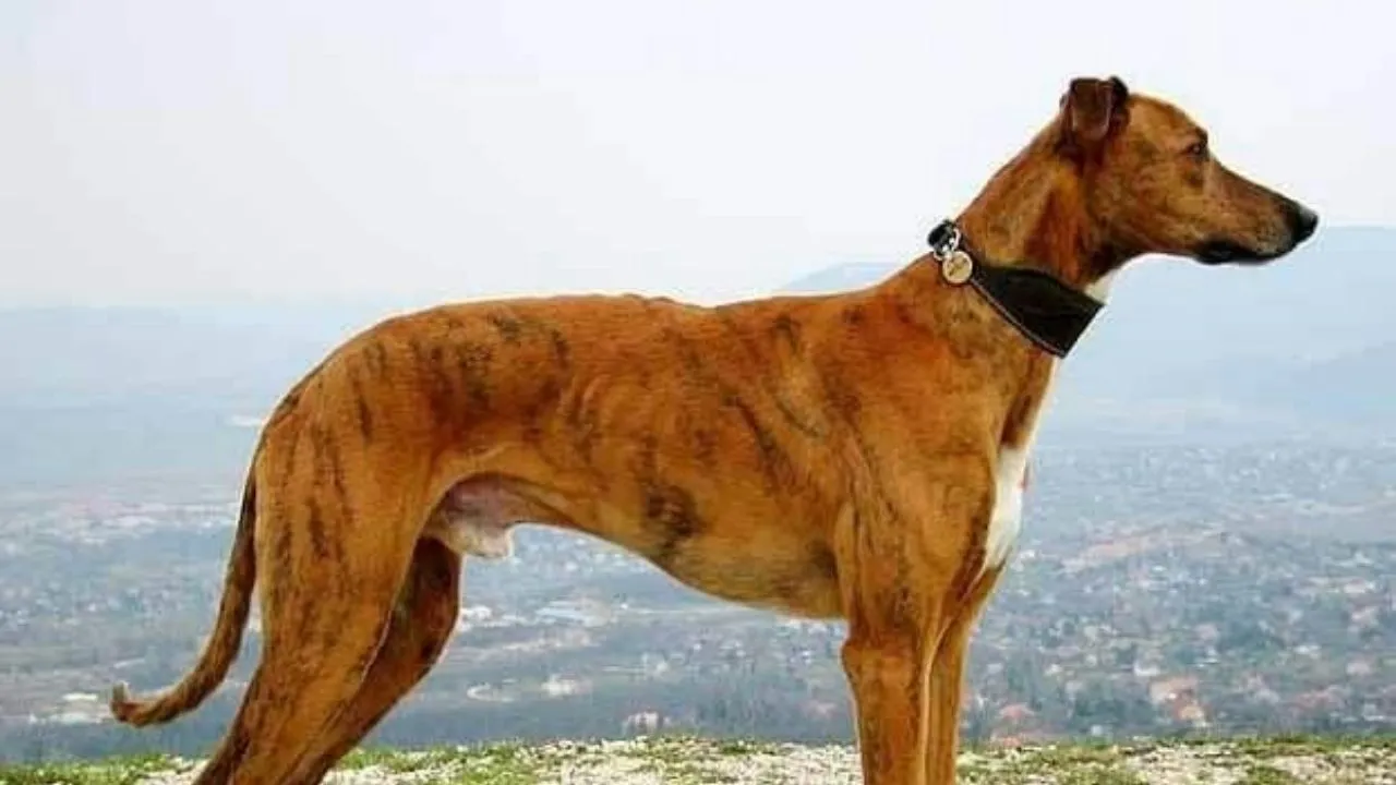 Kerala Dog Whatsapp Group Link Join 2023