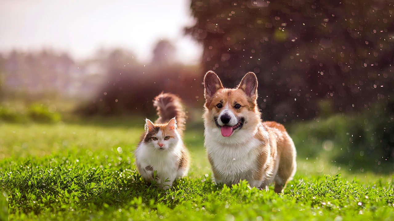 Tirunelveli Pets Whatsapp Group Link Join 2023