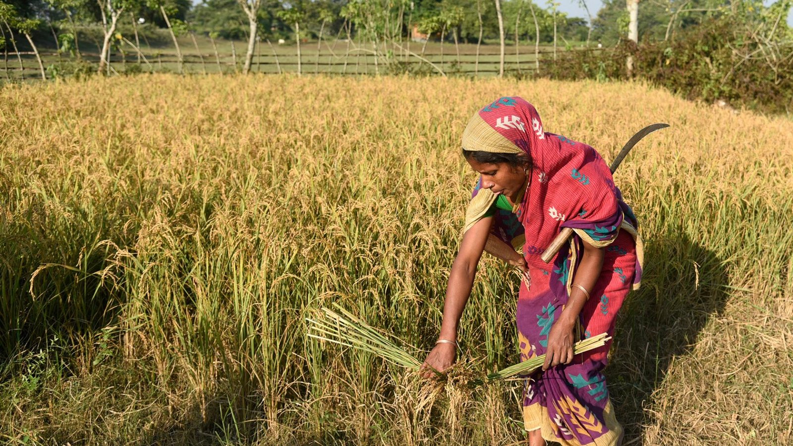 Agriculture Jobs Whatsapp Group Link Join 2023