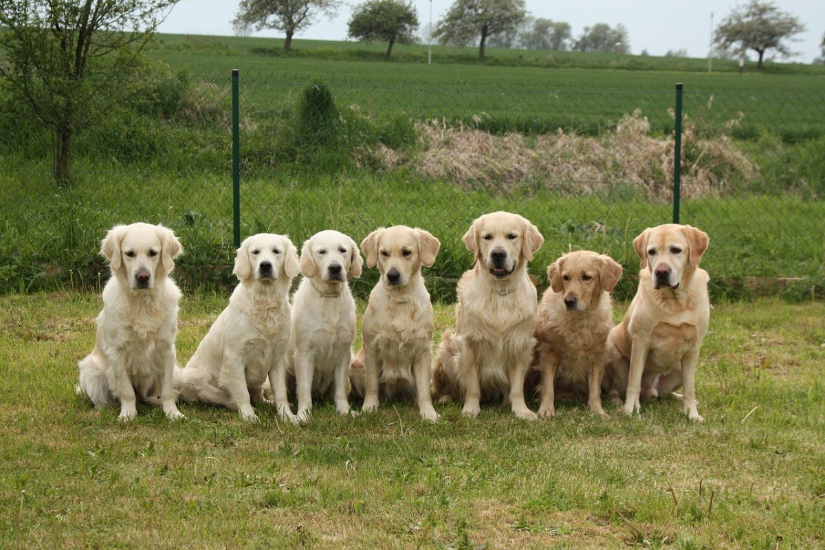 Thrissur Dog Whatsapp Group Link Join 2023