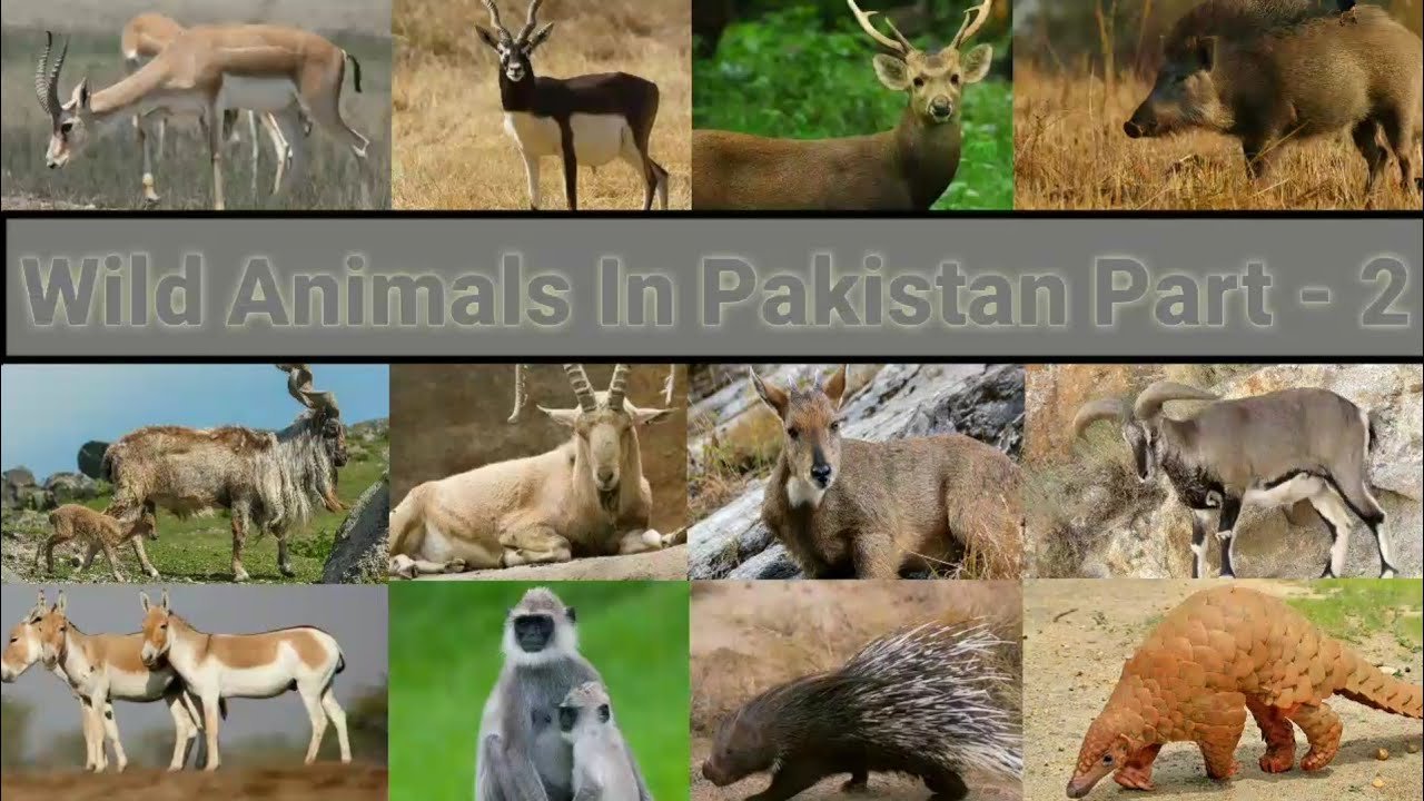 Pakistan Animals Whatsapp Group Link Join 2023